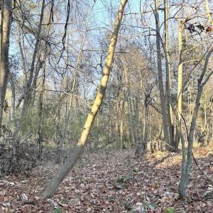 Photo #27 of Off Maple Ave, Sedley, VA 2.1 acres