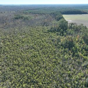 Photo #10 of Off Old Hwy 64, Columbia, NC 156.0 acres