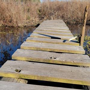 Photo #20 of Off Outfall Canal Road, Swan Quarter, NC 415.0 acres