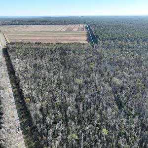Photo #23 of Off Outfall Canal Road, Swan Quarter, NC 415.0 acres