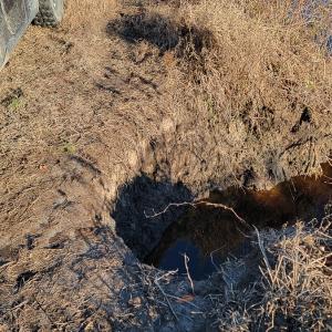 Photo #24 of Off Outfall Canal Road, Swan Quarter, NC 415.0 acres