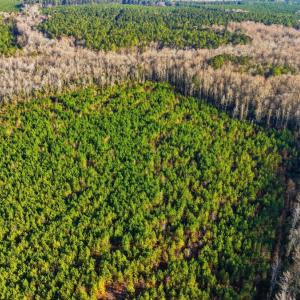 Photo #9 of Off Highway 34, Bishopville, SC 92.7 acres