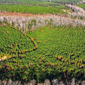 Photo #10 of Off Highway 34, Bishopville, SC 92.7 acres