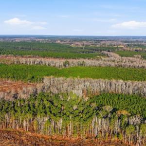 Photo #11 of Off Highway 34, Bishopville, SC 92.7 acres