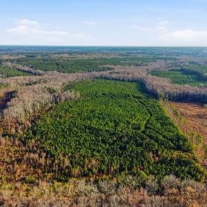 Photo #3 of Off Highway 34, Bishopville, SC 92.7 acres