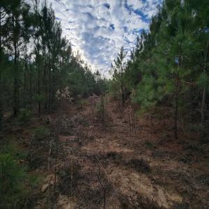 Photo #1 of Off Highway 34, Bishopville, SC 92.7 acres