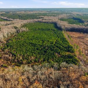 Photo #19 of Off Highway 34, Bishopville, SC 92.7 acres