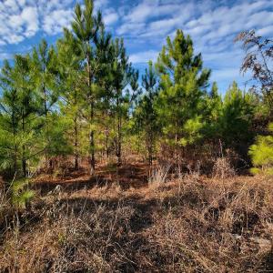 Photo #27 of Off Highway 34, Bishopville, SC 92.7 acres