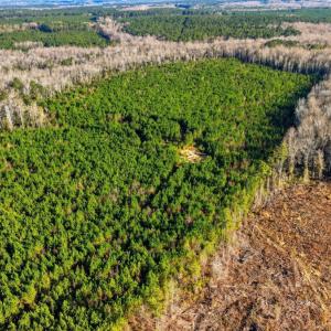 Photo #22 of Off Highway 34, Bishopville, SC 92.7 acres