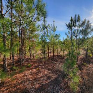 Photo #26 of Off Highway 34, Bishopville, SC 92.7 acres