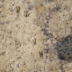 Photo #28 of Off Highway 34, Bishopville, SC 92.7 acres