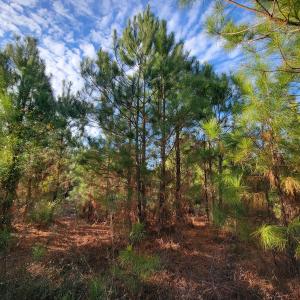 Photo #31 of Off Highway 34, Bishopville, SC 92.7 acres