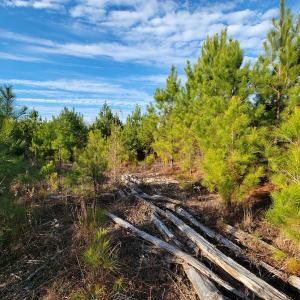 Photo #29 of Off Highway 34, Bishopville, SC 92.7 acres