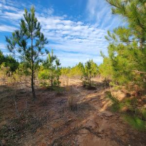 Photo #34 of Off Highway 34, Bishopville, SC 92.7 acres