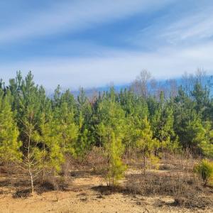 Photo #35 of Off Highway 34, Bishopville, SC 92.7 acres