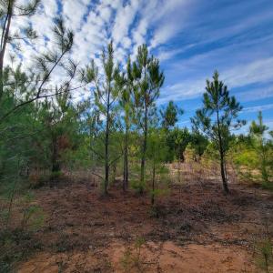 Photo #36 of Off Highway 34, Bishopville, SC 92.7 acres