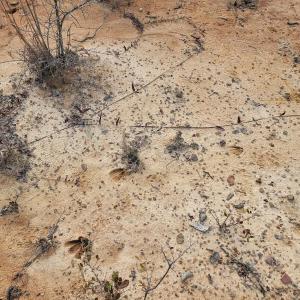 Photo #38 of Off Highway 34, Bishopville, SC 92.7 acres