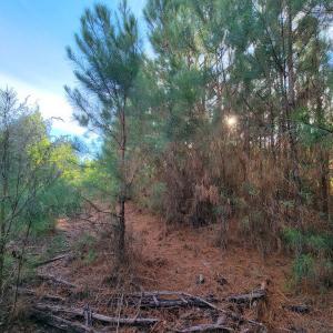 Photo #39 of Off Highway 34, Bishopville, SC 92.7 acres