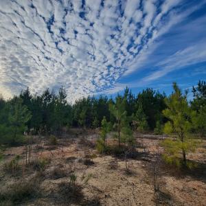 Photo #40 of Off Highway 34, Bishopville, SC 92.7 acres
