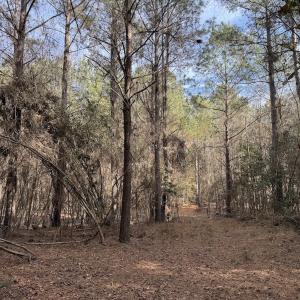 Photo #78 of 3572 NC Highway 42 E, Tarboro, NC 42.8 acres