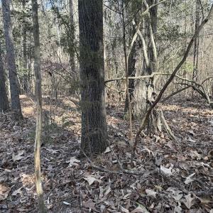 Photo #84 of 3572 NC Highway 42 E, Tarboro, NC 42.8 acres