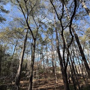 Photo #87 of 3572 NC Highway 42 E, Tarboro, NC 42.8 acres
