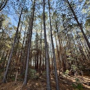 Photo #89 of 3572 NC Highway 42 E, Tarboro, NC 42.8 acres