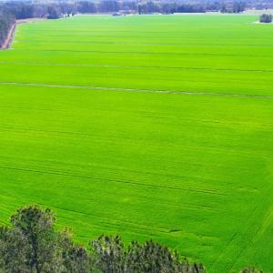 Photo #1 of NC 171 Hwy, Washington, NC 105.0 acres