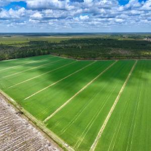 Photo #3 of NC 171 Hwy, Washington, NC 105.0 acres