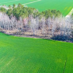 Photo #13 of NC 171 Hwy, Washington, NC 105.0 acres