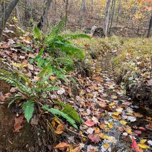 Photo #3 of 10406 Park Springs Rd, Ruffin, NC 8.7 acres