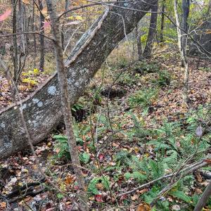 Photo #10 of 10406 Park Springs Rd, Ruffin, NC 8.7 acres