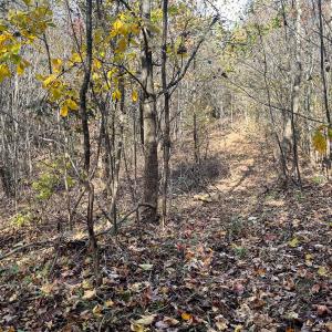 Photo #23 of 10406 Park Springs Rd, Ruffin, NC 8.7 acres