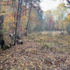 Photo #26 of 10406 Park Springs Rd, Ruffin, NC 8.7 acres