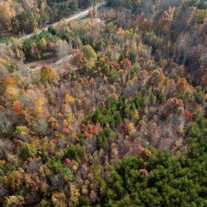 Photo #45 of 10406 Park Springs Rd, Ruffin, NC 8.7 acres