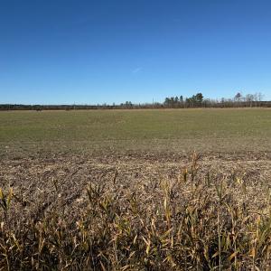 Photo #7 of  2044 NC 903 N, Stokes, NC 2.3 acres