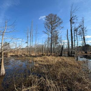 Photo #10 of Off JA Carroll Road, Bladenboro, NC 44.4 acres