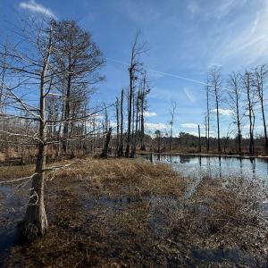 Photo #16 of Off JA Carroll Road, Bladenboro, NC 44.4 acres