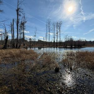Photo #20 of Off JA Carroll Road, Bladenboro, NC 44.4 acres