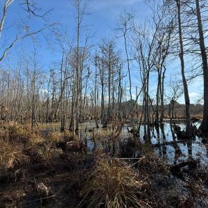 Photo #30 of Off JA Carroll Road, Bladenboro, NC 44.4 acres