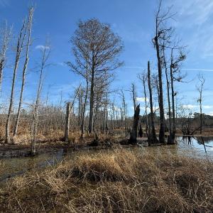 Photo #38 of Off JA Carroll Road, Bladenboro, NC 44.4 acres