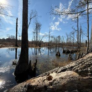 Photo #6 of Off JA Carroll Road, Bladenboro, NC 44.4 acres