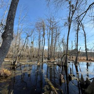 Photo #7 of Off JA Carroll Road, Bladenboro, NC 44.4 acres