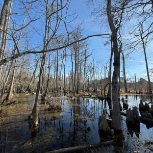 Photo #9 of Off JA Carroll Road, Bladenboro, NC 44.4 acres