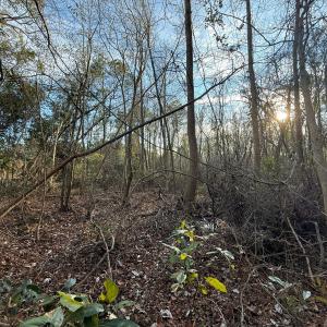 Photo #14 of Off NC 410 Hwy, Bladenboro, NC 14.5 acres