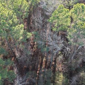 Photo #24 of Off NC 410 Hwy, Bladenboro, NC 14.5 acres