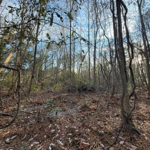 Photo #29 of Off NC 410 Hwy, Bladenboro, NC 14.5 acres