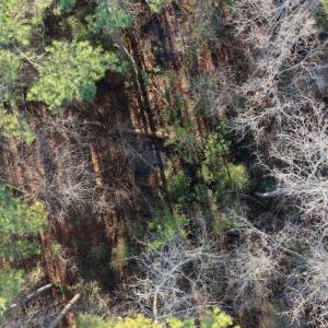 Photo #31 of Off NC 410 Hwy, Bladenboro, NC 14.5 acres