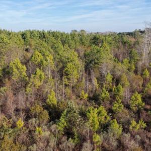 Photo #36 of Off NC 410 Hwy, Bladenboro, NC 14.5 acres
