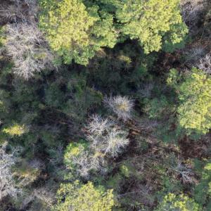 Photo #38 of Off NC 410 Hwy, Bladenboro, NC 14.5 acres